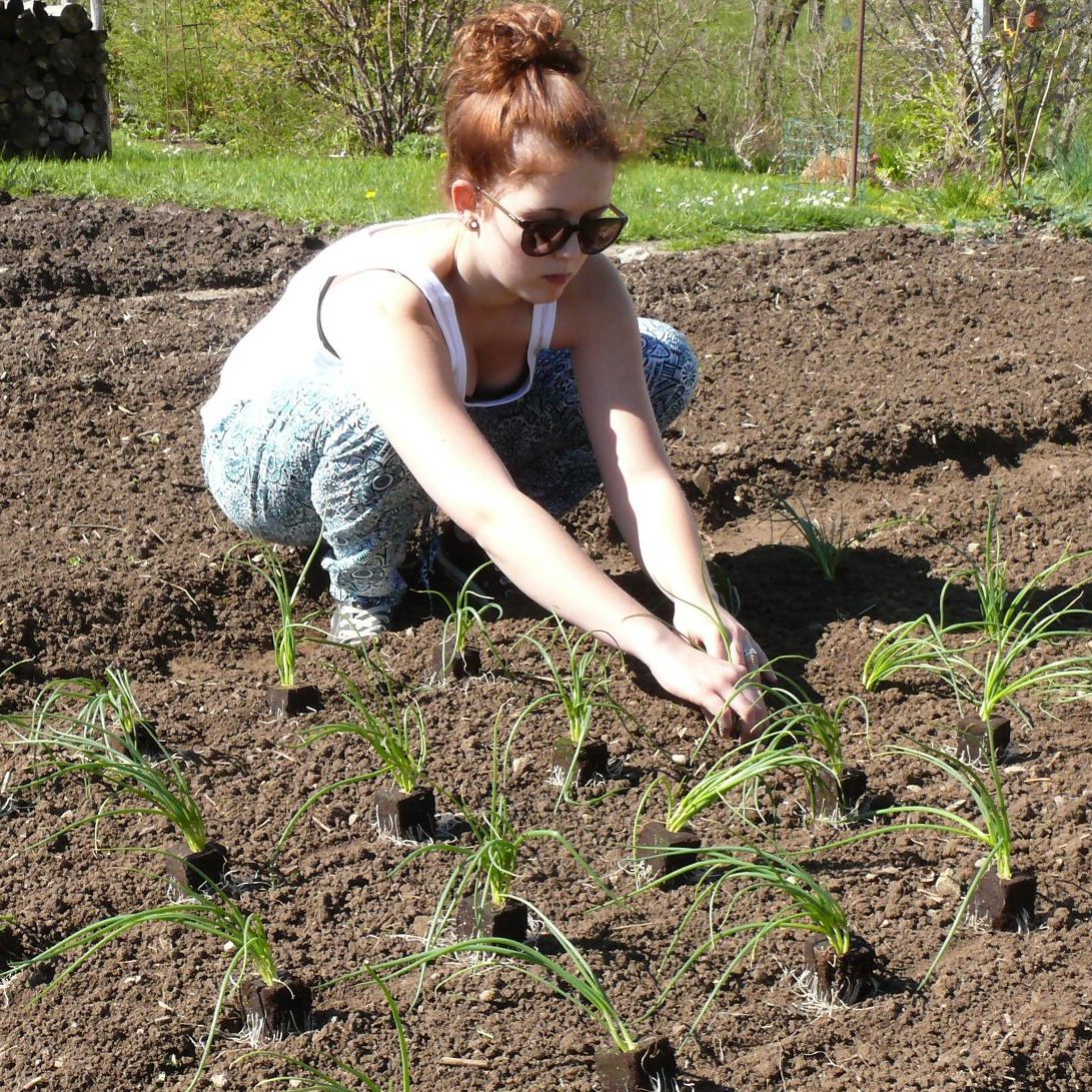 Was gibt es Schöneres, als selbst Gemüse zu pflanzen und dieses unmittelbar vor dem Verzehr frisch zu ernten.