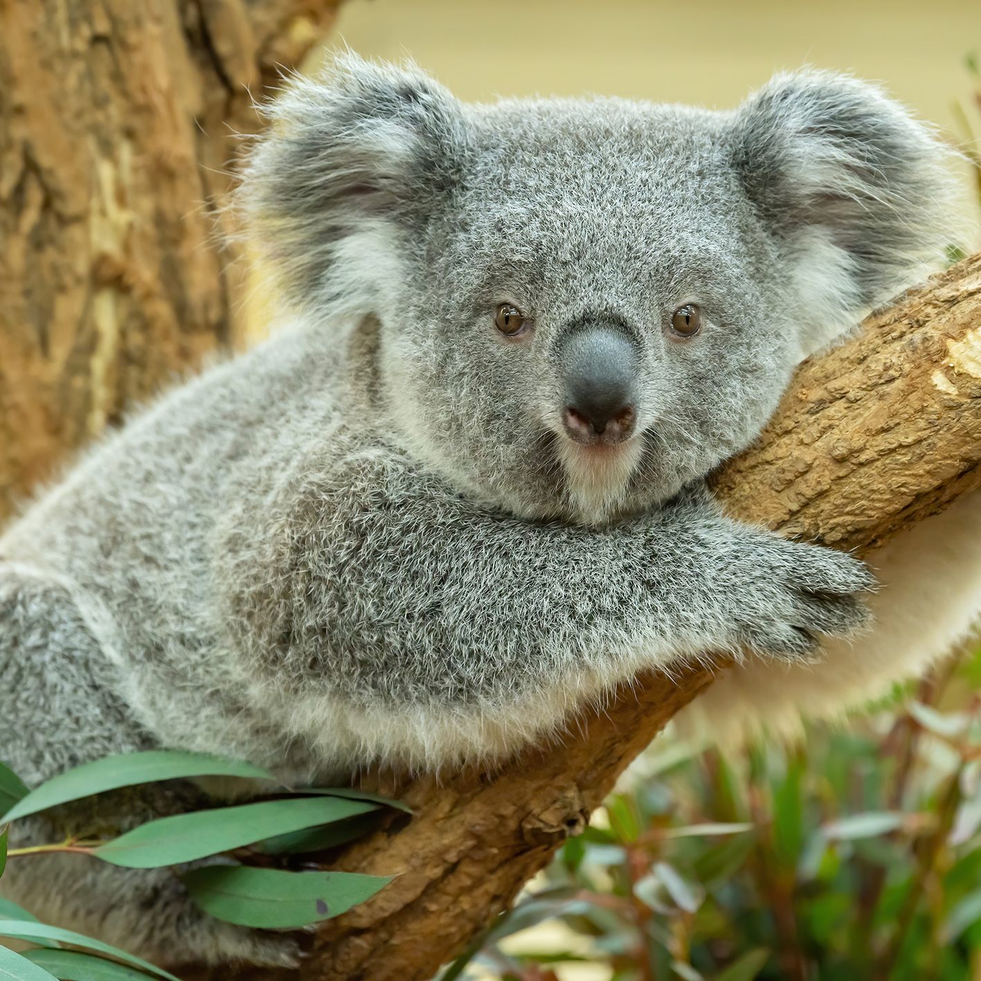 Millaa Millaa feiert ihren ersten Geburtstag