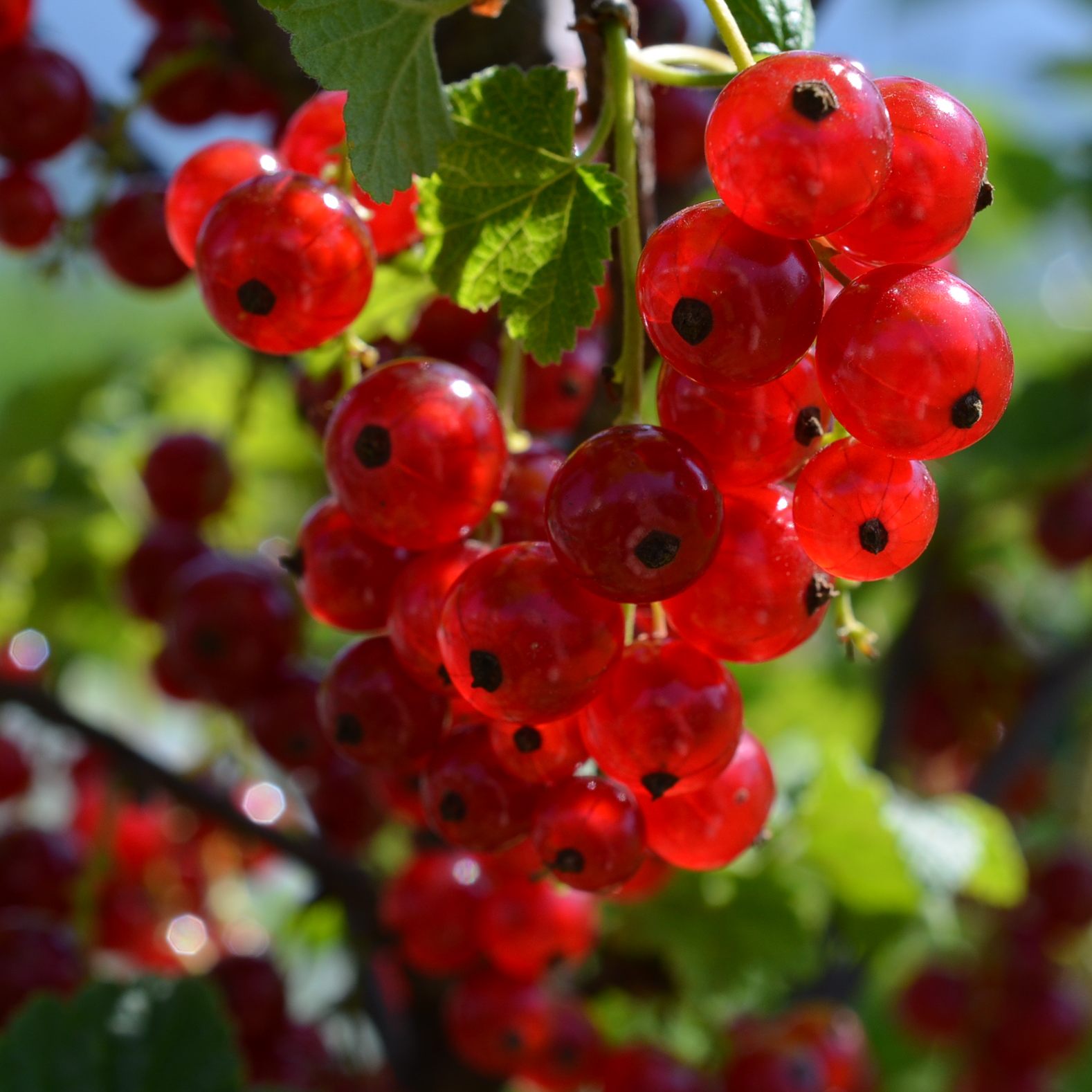 Alles entscheidend für die Pflanzen ist die richtige Erde.