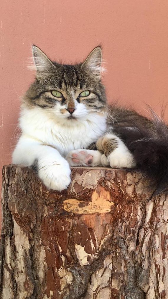 Die Kastration von Katzen hat auch Vorteile für deren Gesundheit und das Verhalten der Tiere.