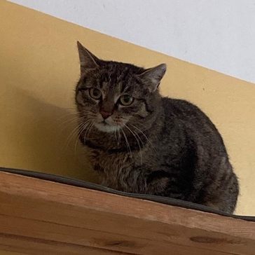 Wurde für einen Streunerkater gehalten, ist aber eine werdende Katzenmama: April