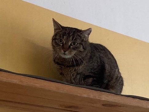 Wurde für einen Streunerkater gehalten, ist aber eine werdende Katzenmama: April