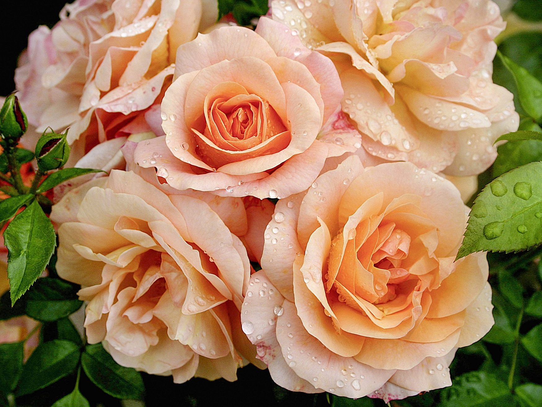 Mit rosa Rosen kann man zum Muttertag nichts falsch machen Mit rosa Rosen kann man zum Muttertag nichts falsch machen