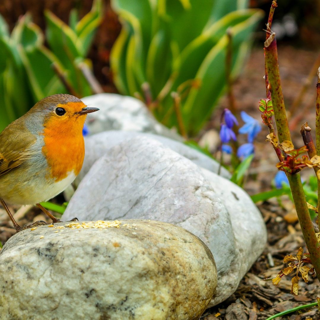 Biodiversität: Die heimische Vogelpopulation auf Wiesen und Äckern ist laut BirdLife empfindlich gefährdet