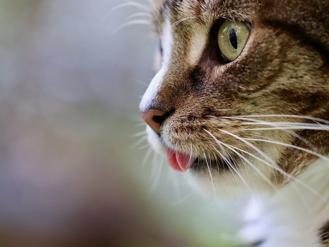 Katze bei Brand gerettet: Feuer wurde rasch gelöscht und größerer Schaden verhindert.