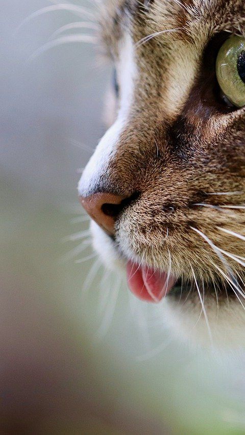 Katze bei Brand gerettet: Feuer wurde rasch gelöscht und größerer Schaden verhindert.