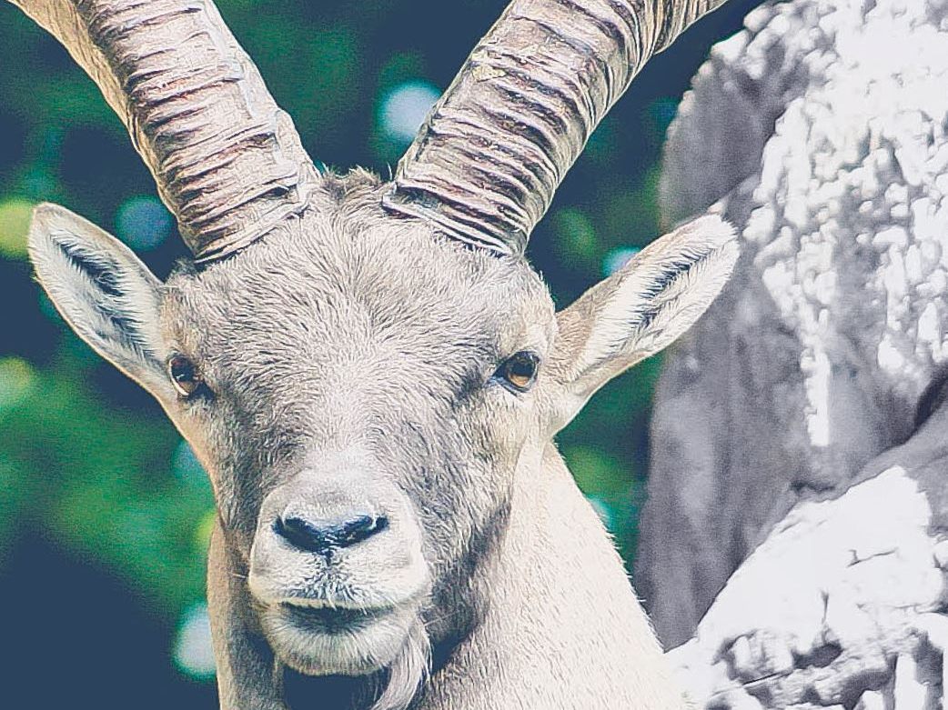 Felix im Wildpark