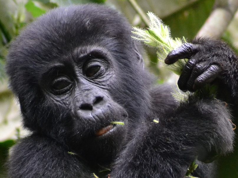 Das Gorillamädchen hat einen großen Pappkarton für sich entdeckt.