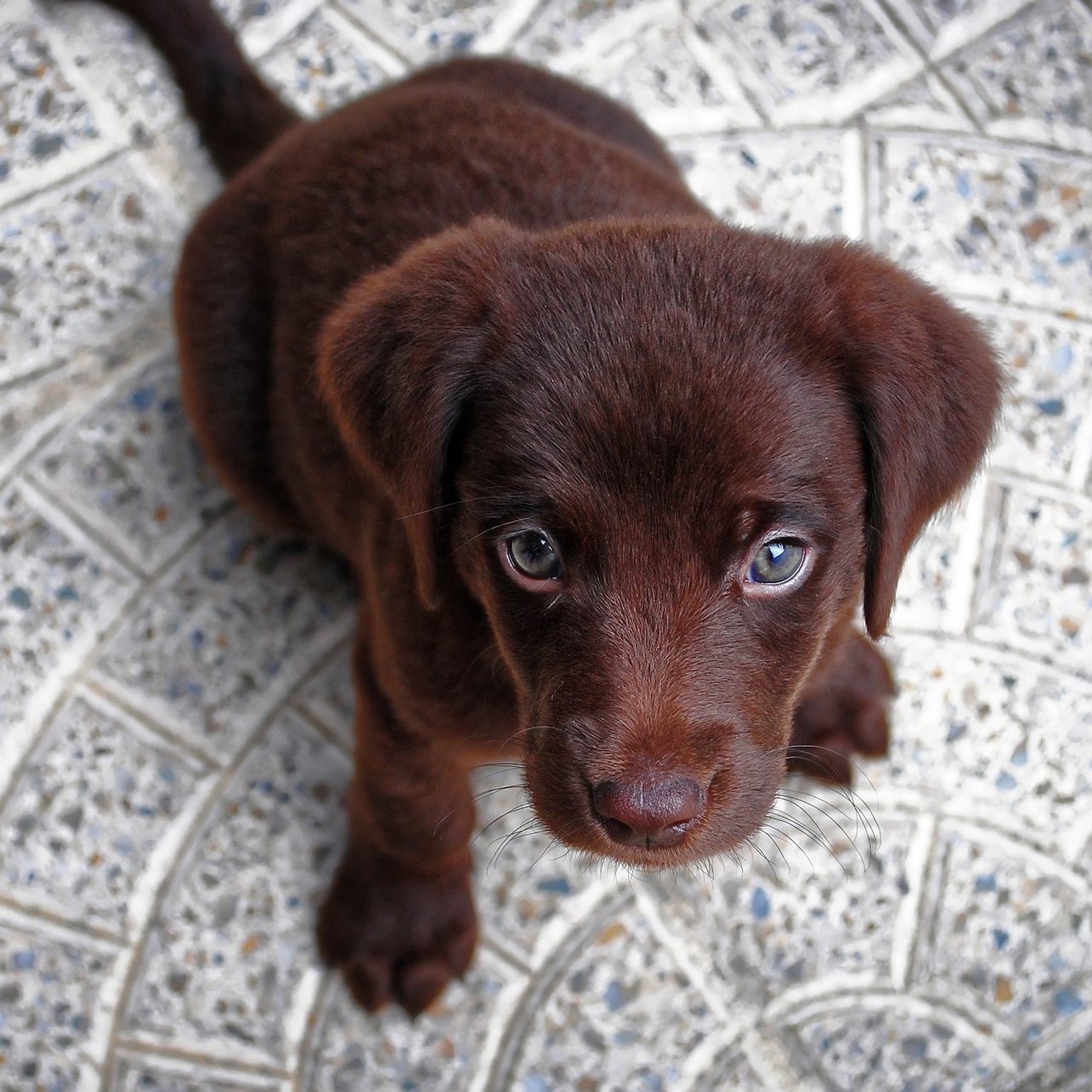 Die Stadt Wien geht gegen illegalen Welpenhandel vor.