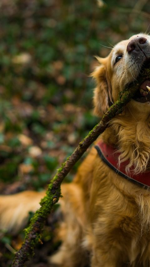 Giftköder in Wien-Hietzing und NÖ ausgelegt: Belohnung für Hinweise.