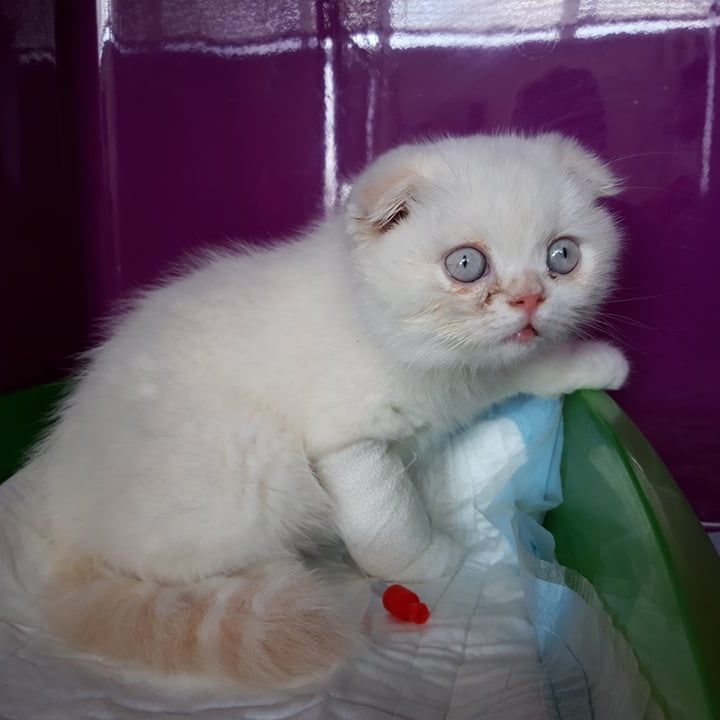 In einer Tasche auf der Straße ausgesetzt: Dieser kleine Kater entstammt der verbotenen Qualzucht-Rasse Scottish Fold