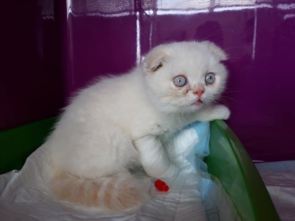 In einer Tasche auf der Straße ausgesetzt: Dieser kleine Kater entstammt der verbotenen Qualzucht-Rasse Scottish Fold