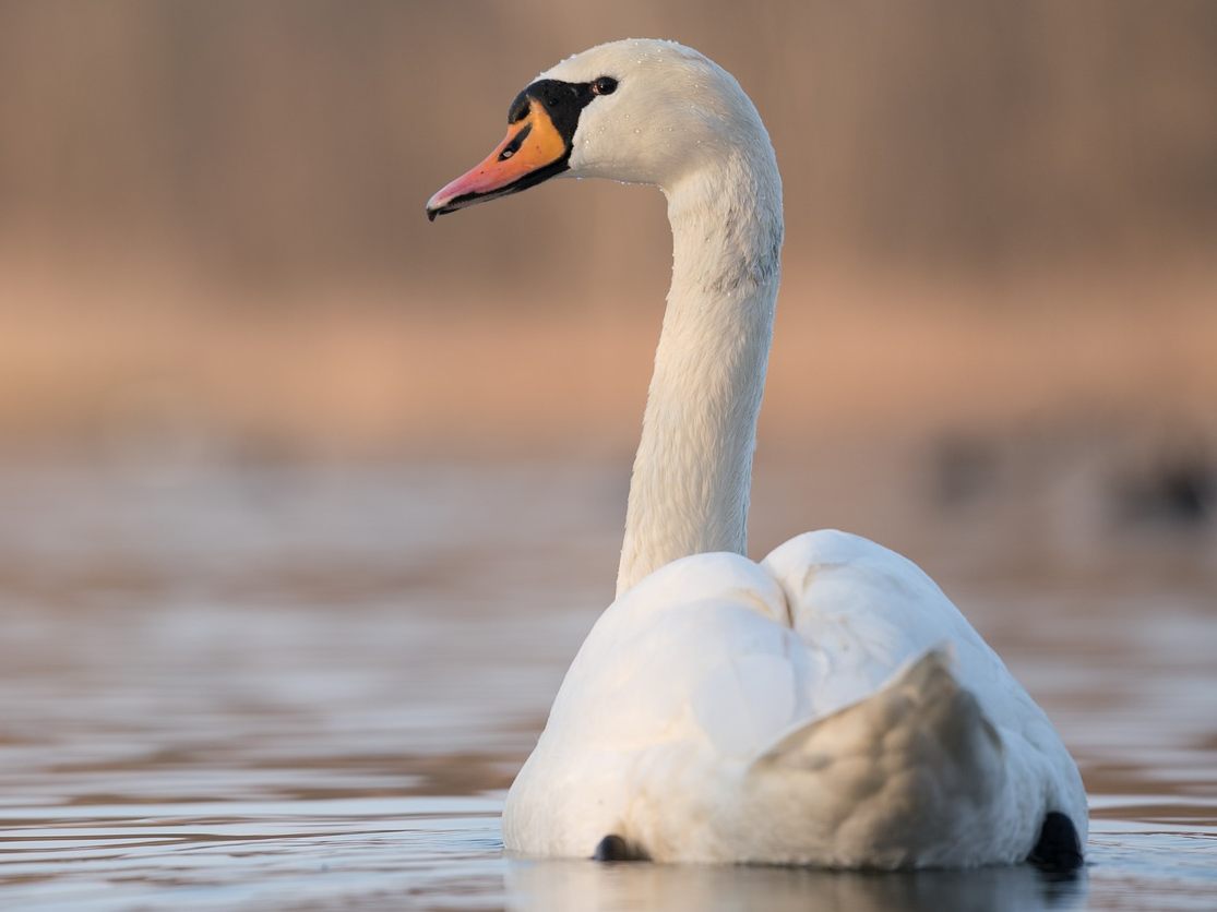 Dieser Schwan lässt sich nicht verunsichern.