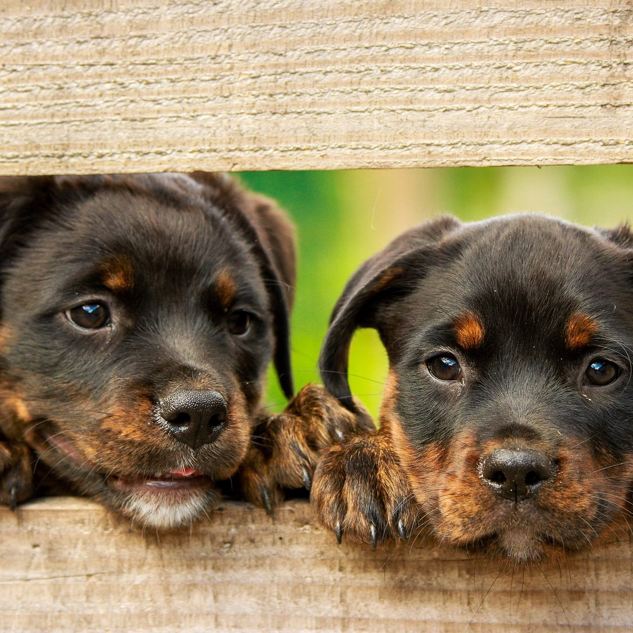 In der Coronapandemie legten sich viele einen Hund zu.