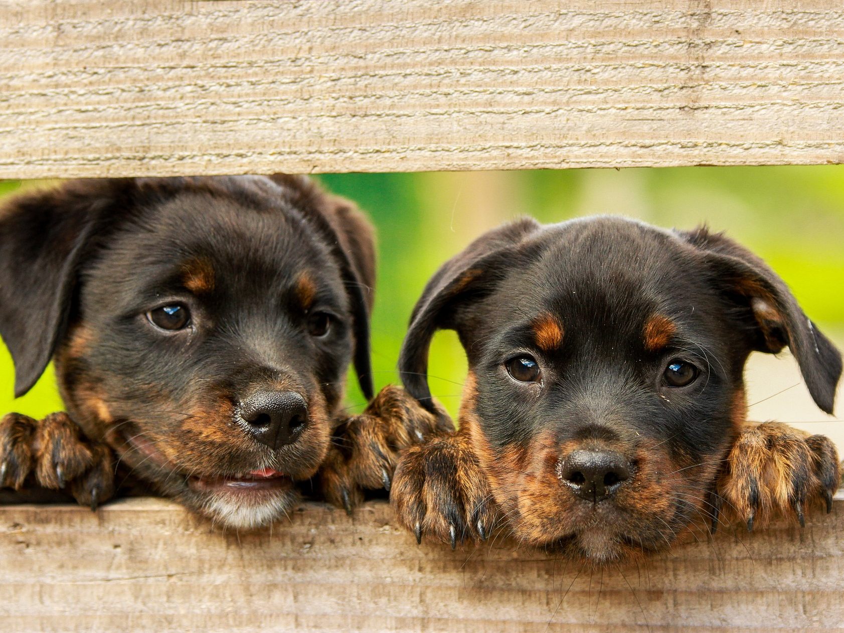 In der Coronapandemie legten sich viele einen Hund zu.