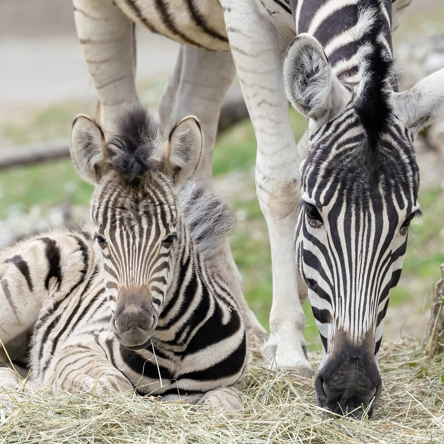 Zebrafohlen Silvya ist gerade einmal drei Wochen alt.