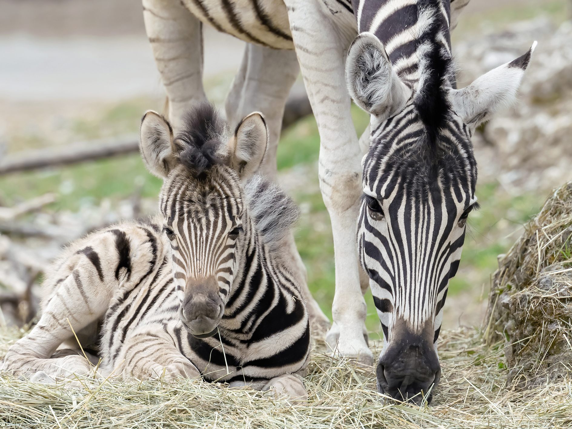 Zebrafohlen Silvya ist gerade einmal drei Wochen alt.