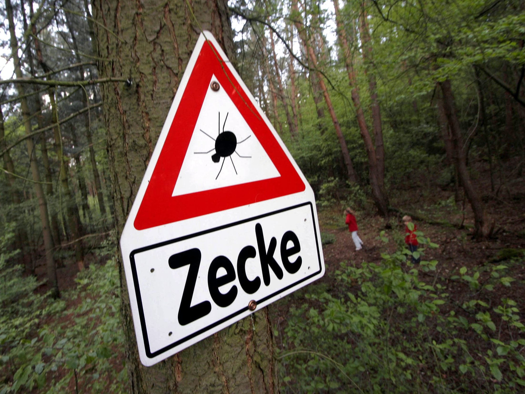 Zecken gehören zu den Überträgern der FSME-Viren.
