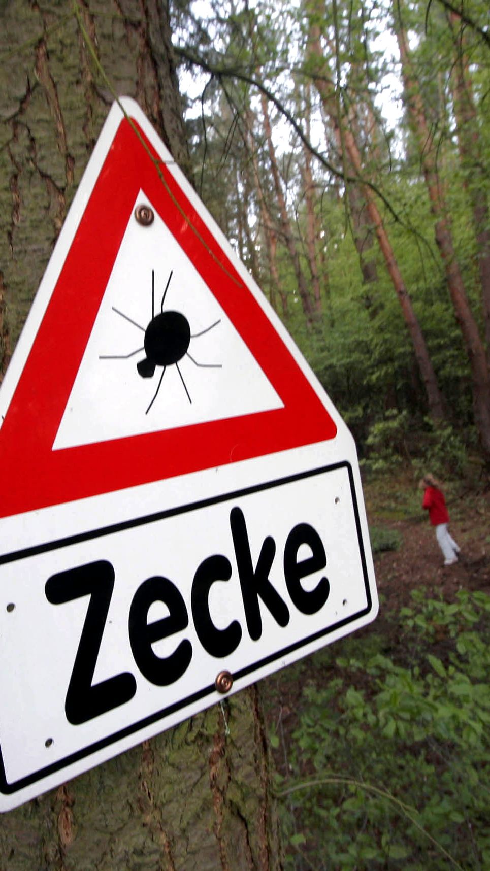 Zecken gehören zu den Überträgern der FSME-Viren.