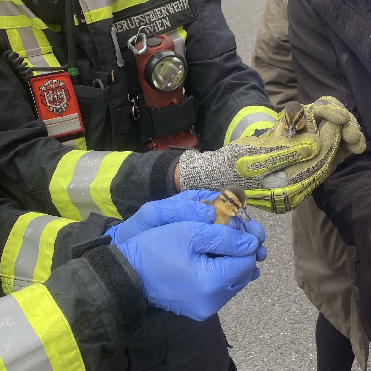 Zwölf Entenküken wurden in die Wildtierstation der Stadt Wien nach Laxenburg gebracht.