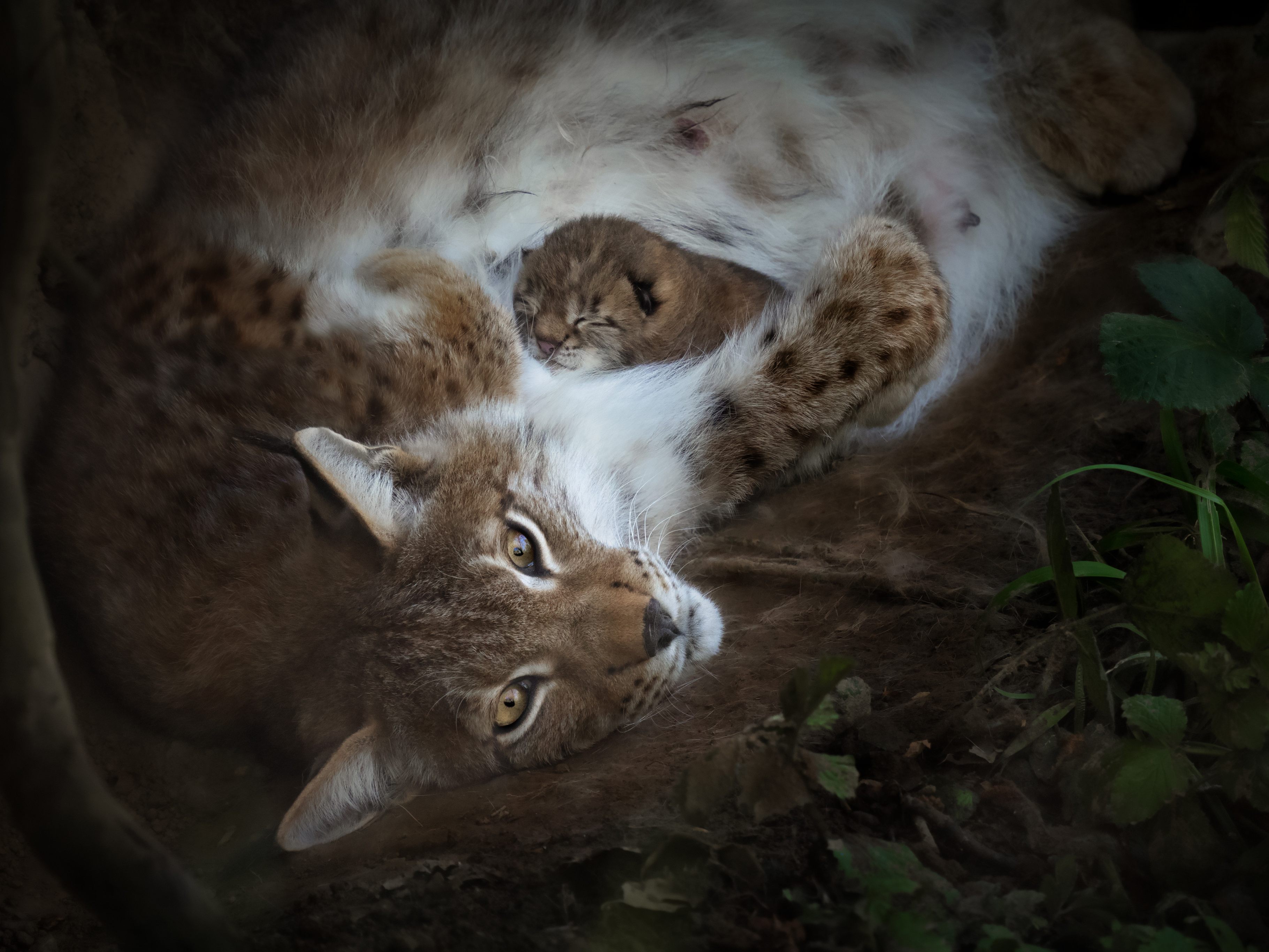 Nachwuchs Luchs