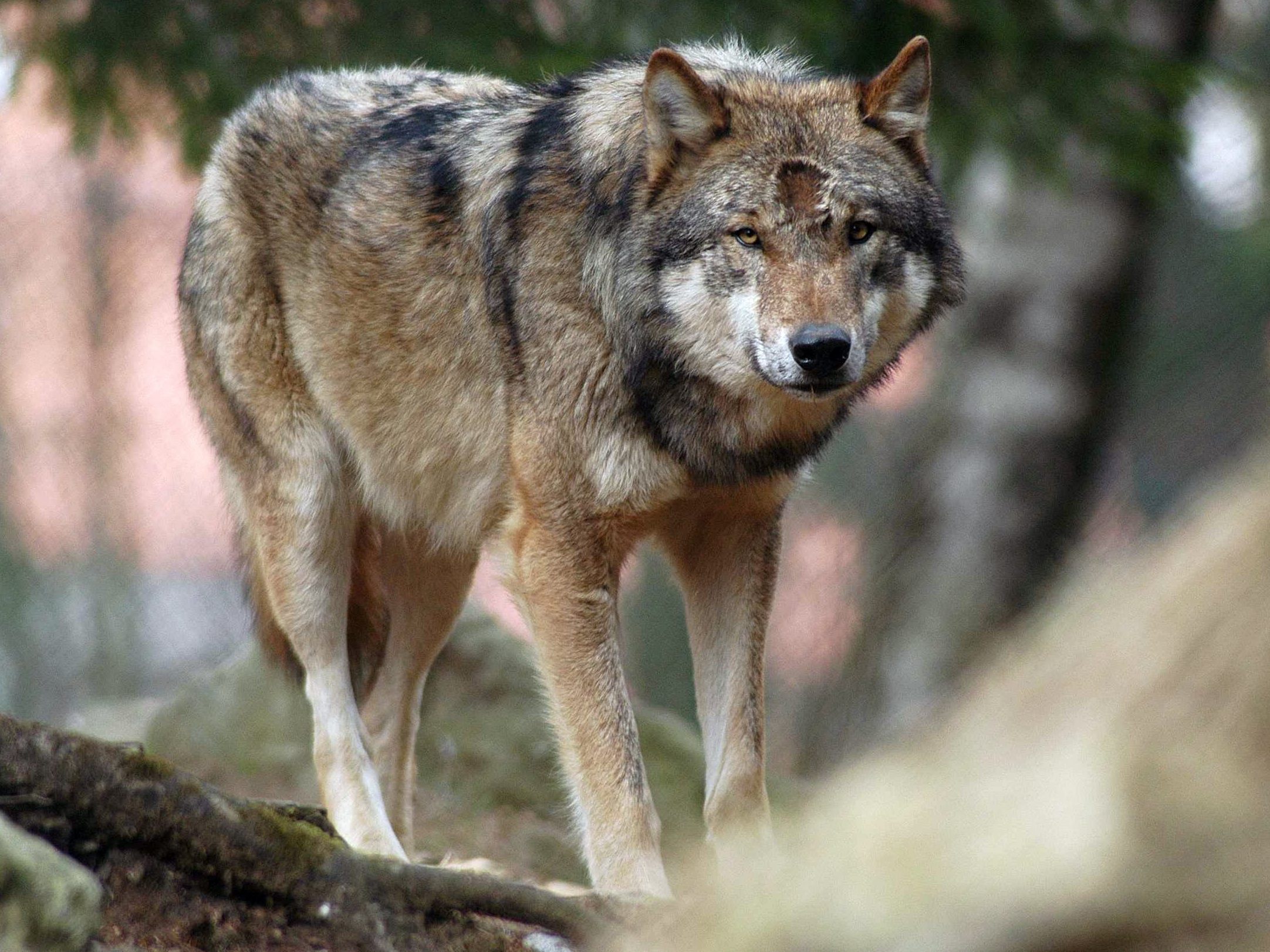 Wölfe aus Naturschutzsicht gut, aber die Schafe und Ziegen gehören besser vor ihnen geschützt.