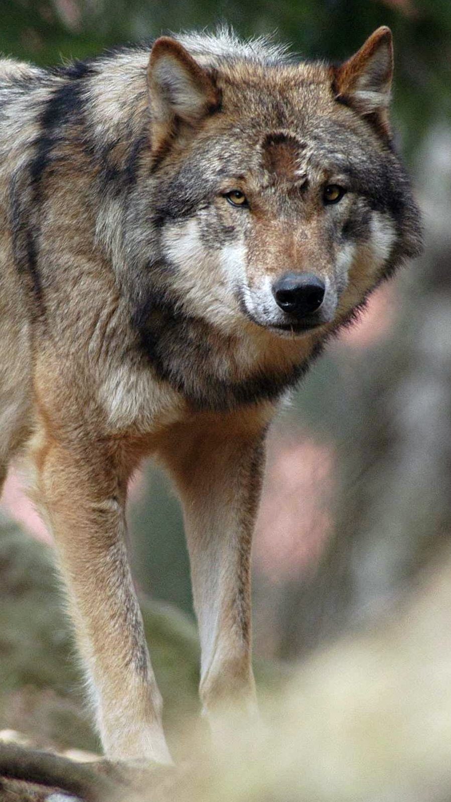 Wölfe aus Naturschutzsicht gut, aber die Schafe und Ziegen gehören besser vor ihnen geschützt.