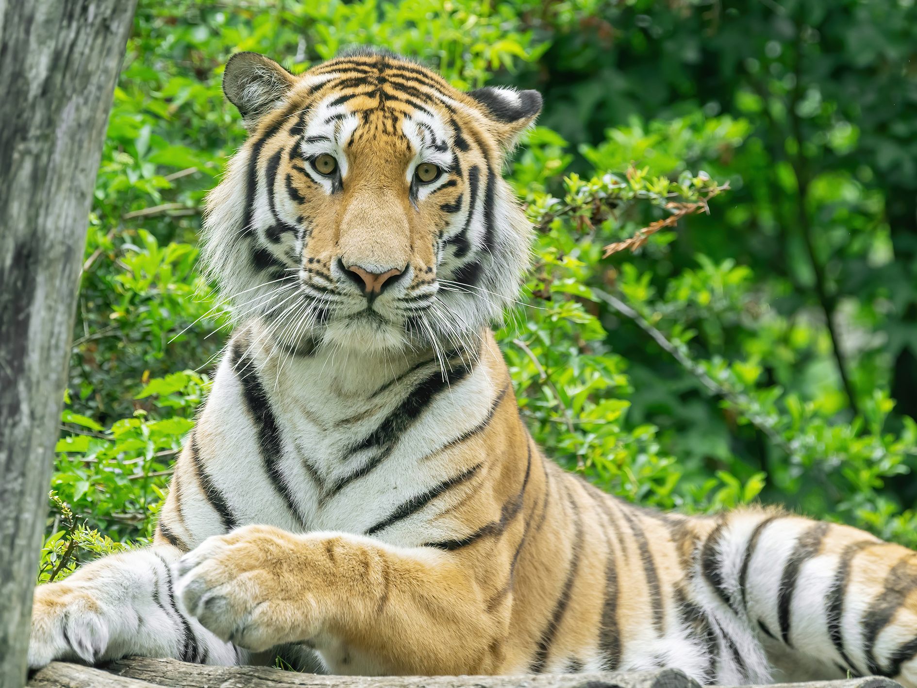 Tiger "Pepe" könnte der potentielle Partner von "Ina" werden. Tiger "Pepe" könnte der potentielle Partner von "Ina" werden.