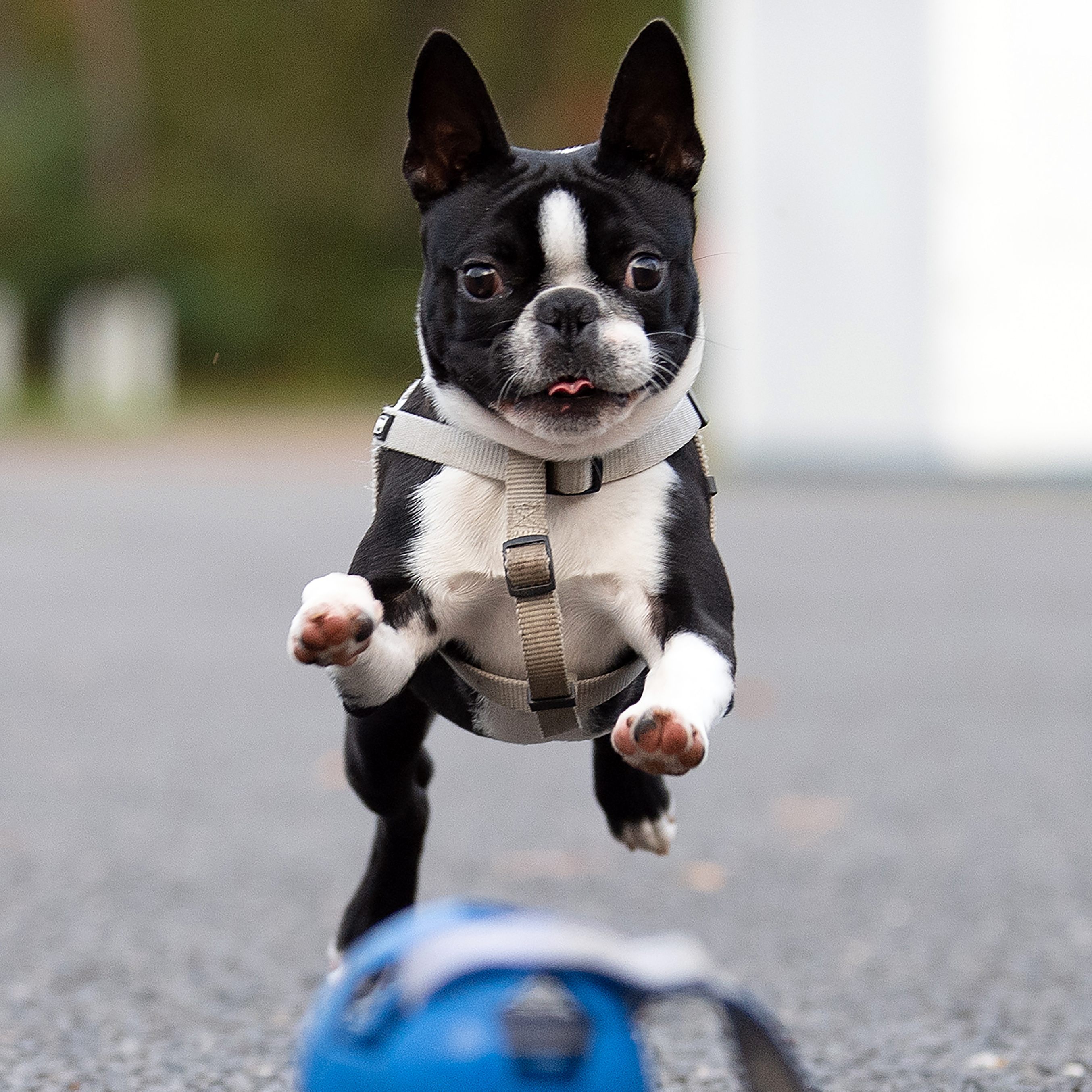 Der Sonntag, 6. Juni bringt den "Hundetag Baden" mit sich.