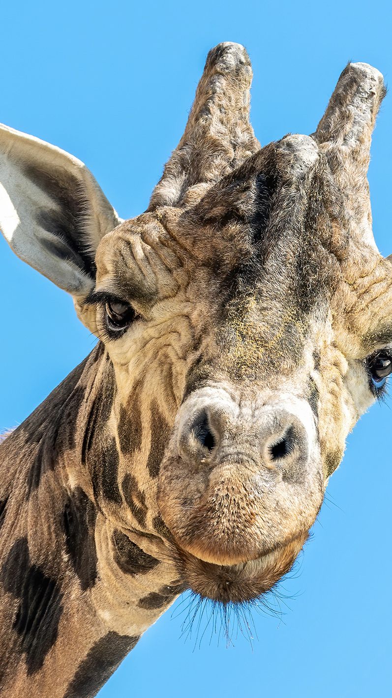Kimbar wäre am 22. Juni stolze 28 Jahre alt geworden.