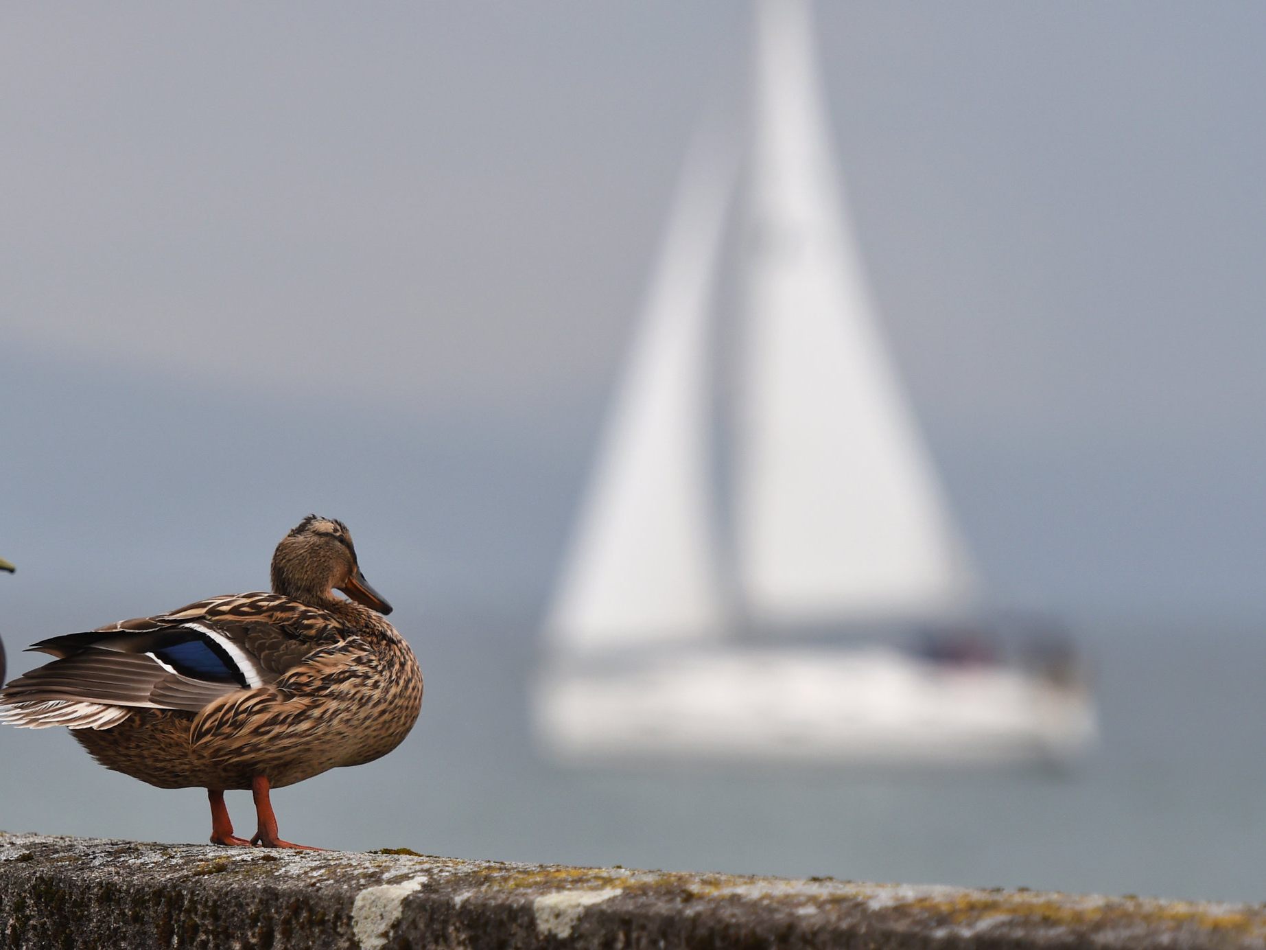 Segelboot gekenter