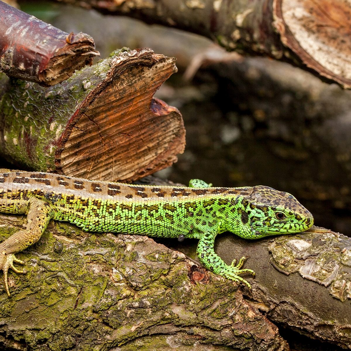 Der Bestand der Zauneidechse ist zunehmend gefährdet.