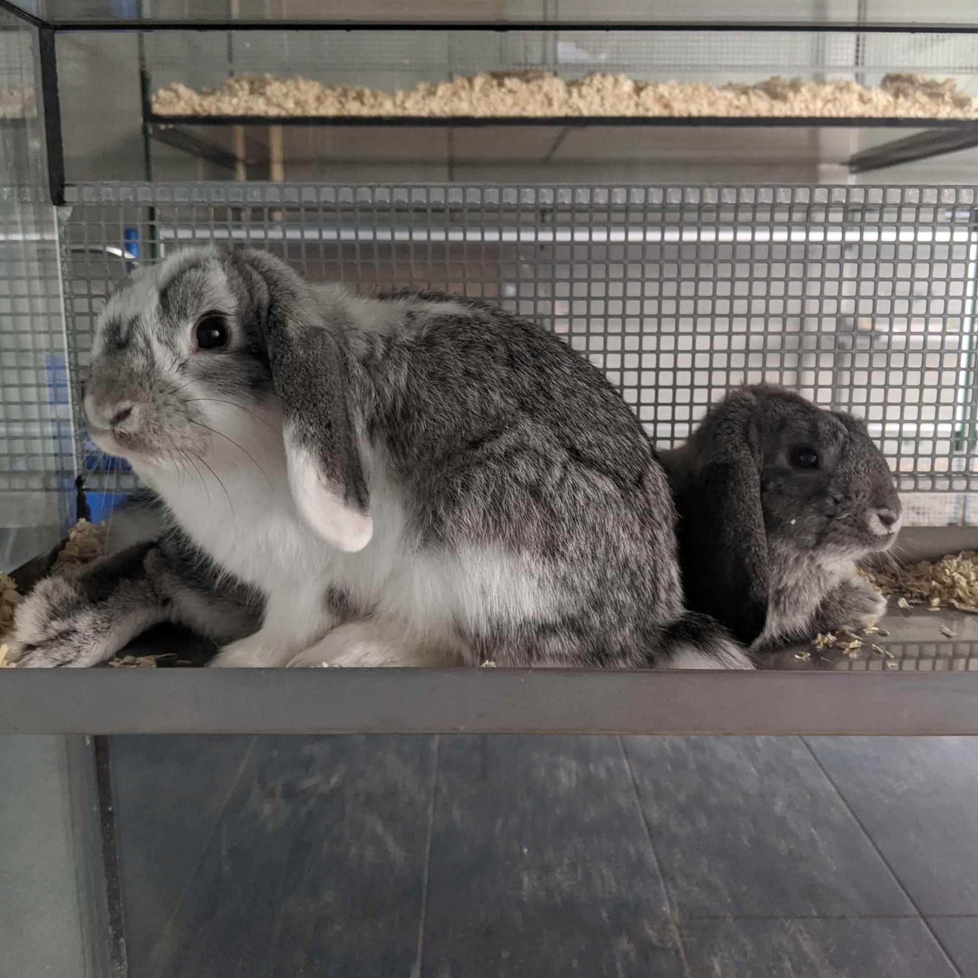 Könnte dieses Kaninchen ein Ostergeschenk gewesen sein?
