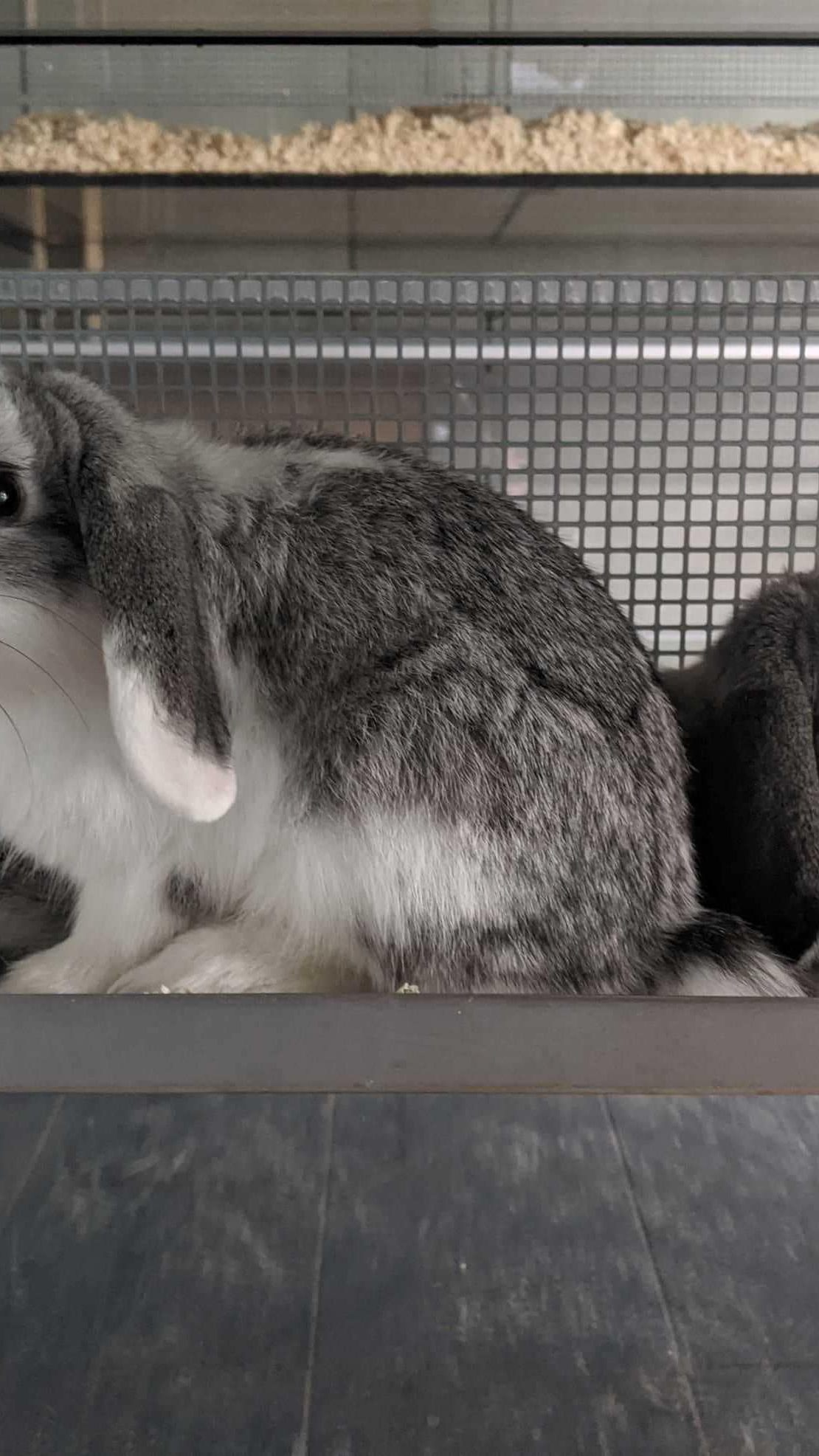 Könnte dieses Kaninchen ein Ostergeschenk gewesen sein?