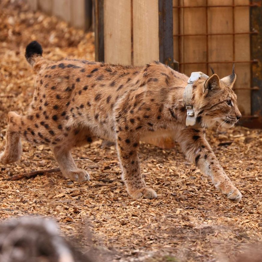 Ein Luchs auf dem Weg in die Freiheit.