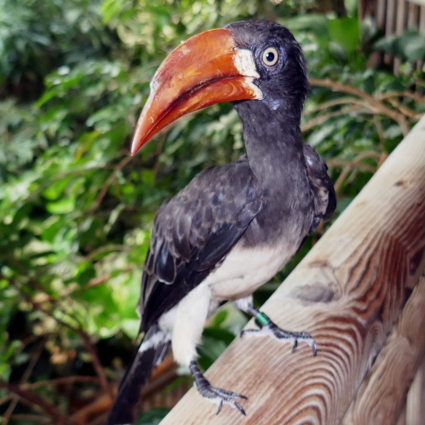 Neu im Haus des Meeres in Wien: Der ostafrikanische Kronen-Tokos.