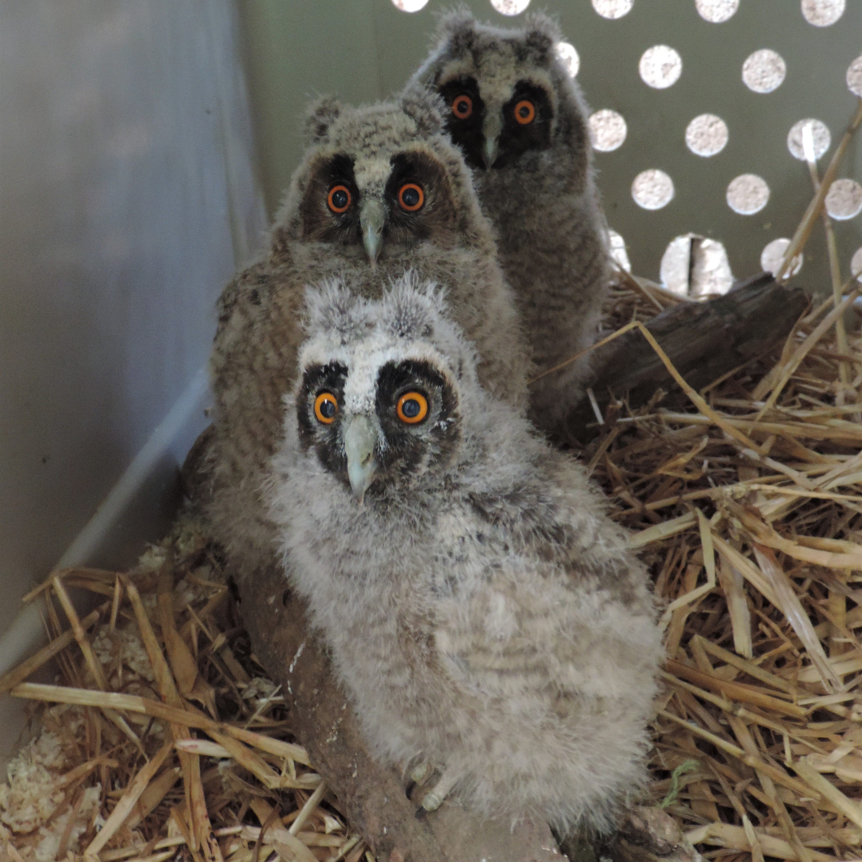 Die drei Waldohreulen werden nun von Ammeneltern aufgezogen.
