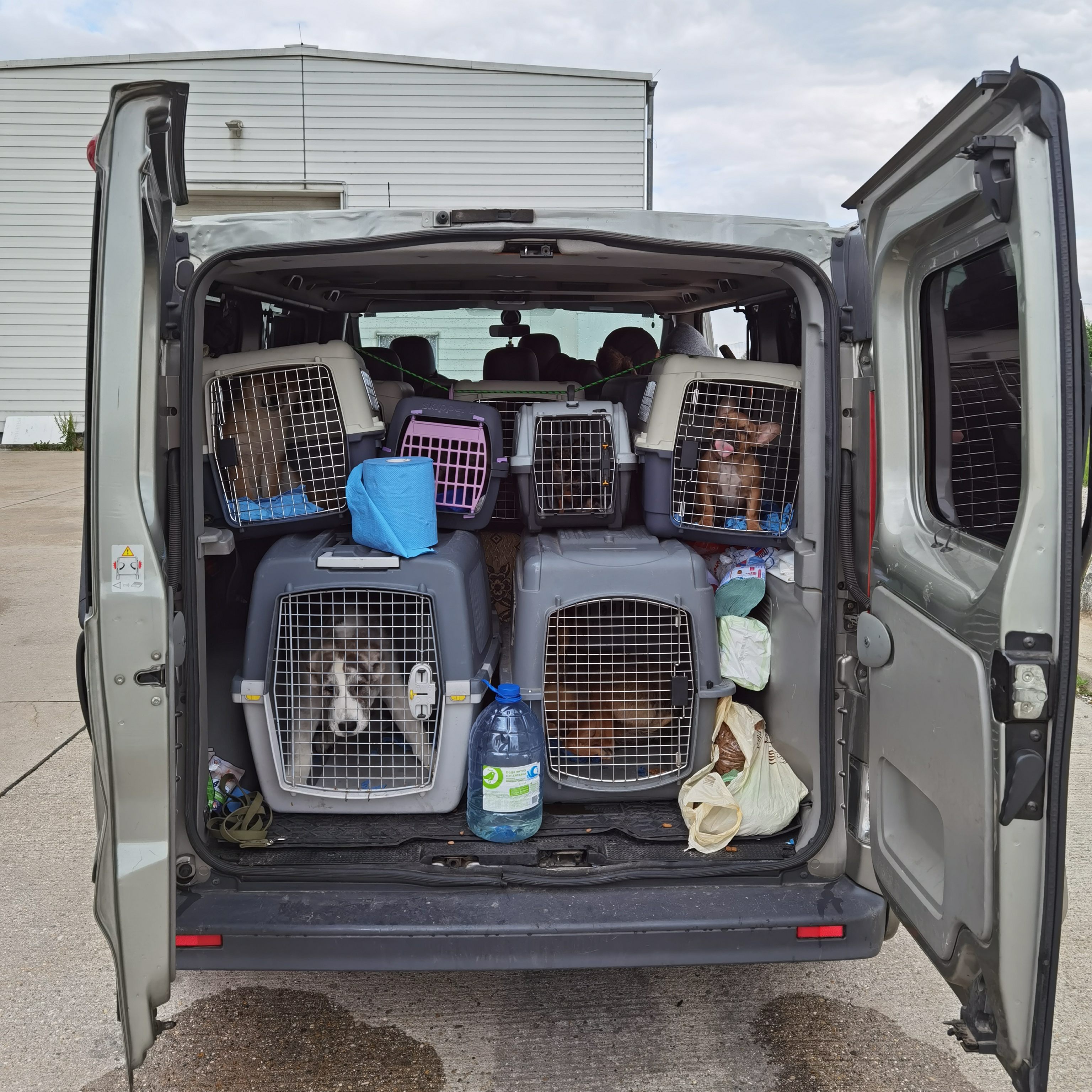 Die Hundewelpen hätten laut Finanz insgesamt rund 15.000 Euro einbringen können.