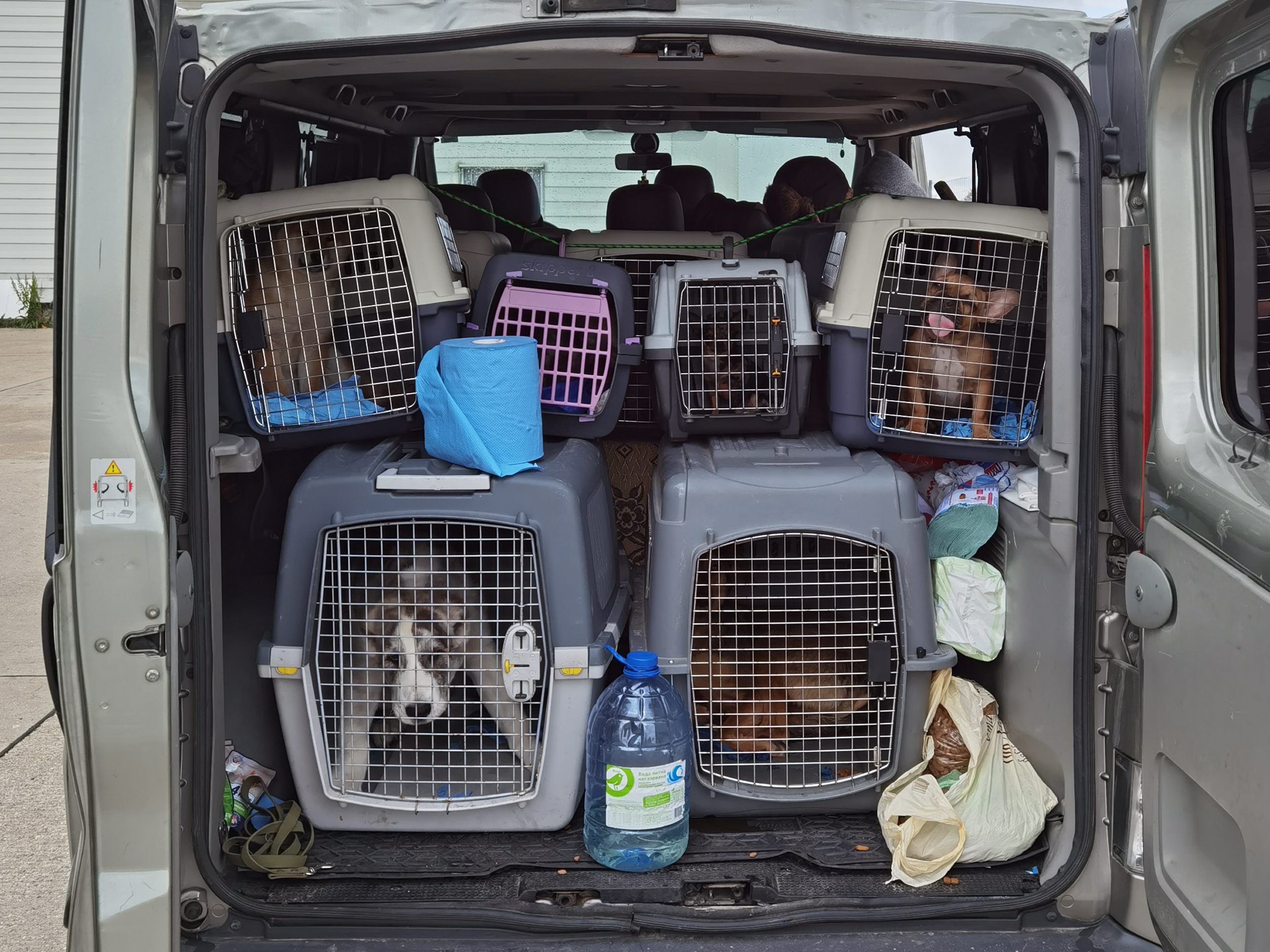 Die Hundewelpen hätten laut Finanz insgesamt rund 15.000 Euro einbringen können. Die Hundewelpen hätten laut Finanz insgesamt rund 15.000 Euro einbringen können.