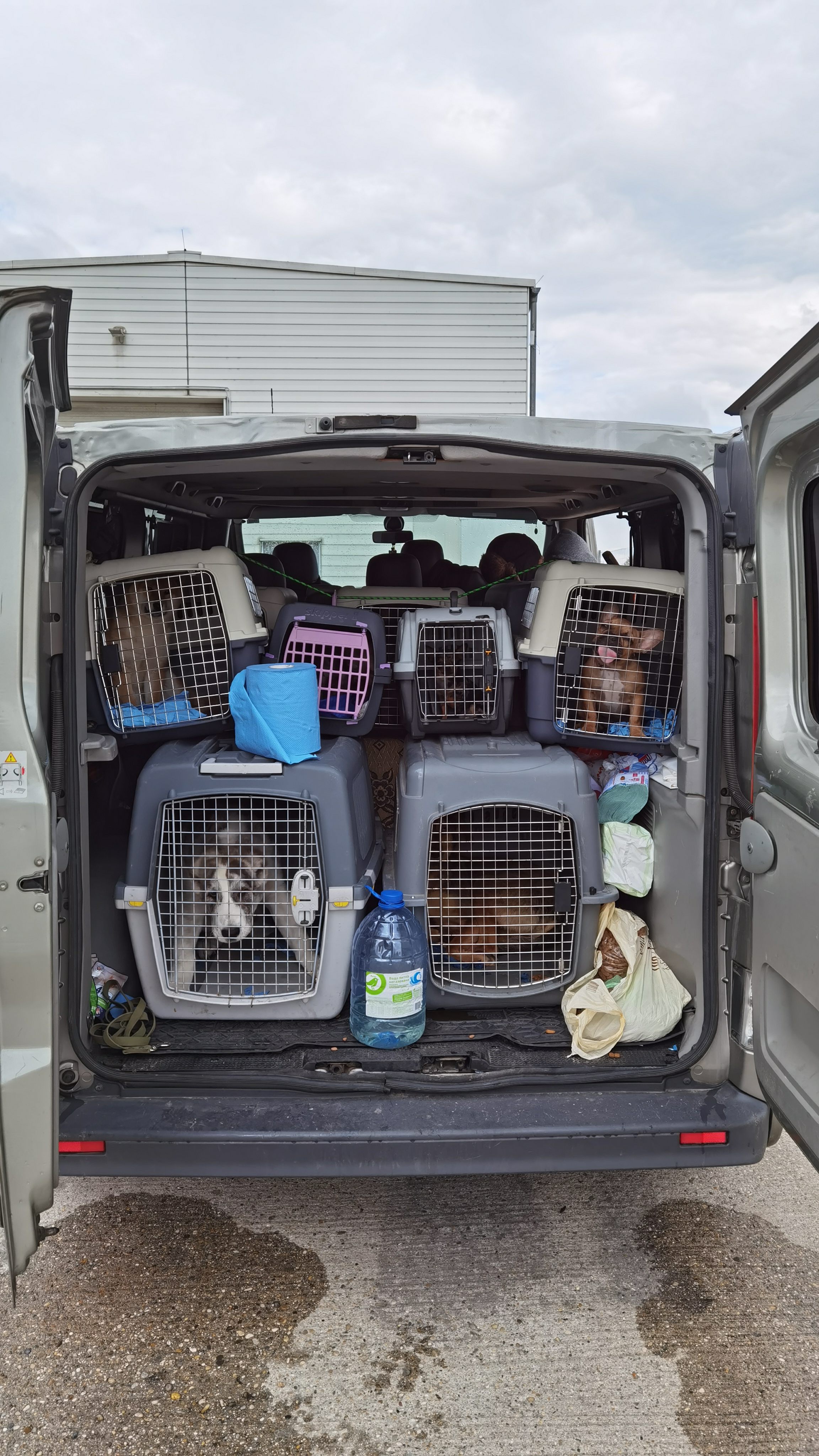 Die Hundewelpen hätten laut Finanz insgesamt rund 15.000 Euro einbringen können.