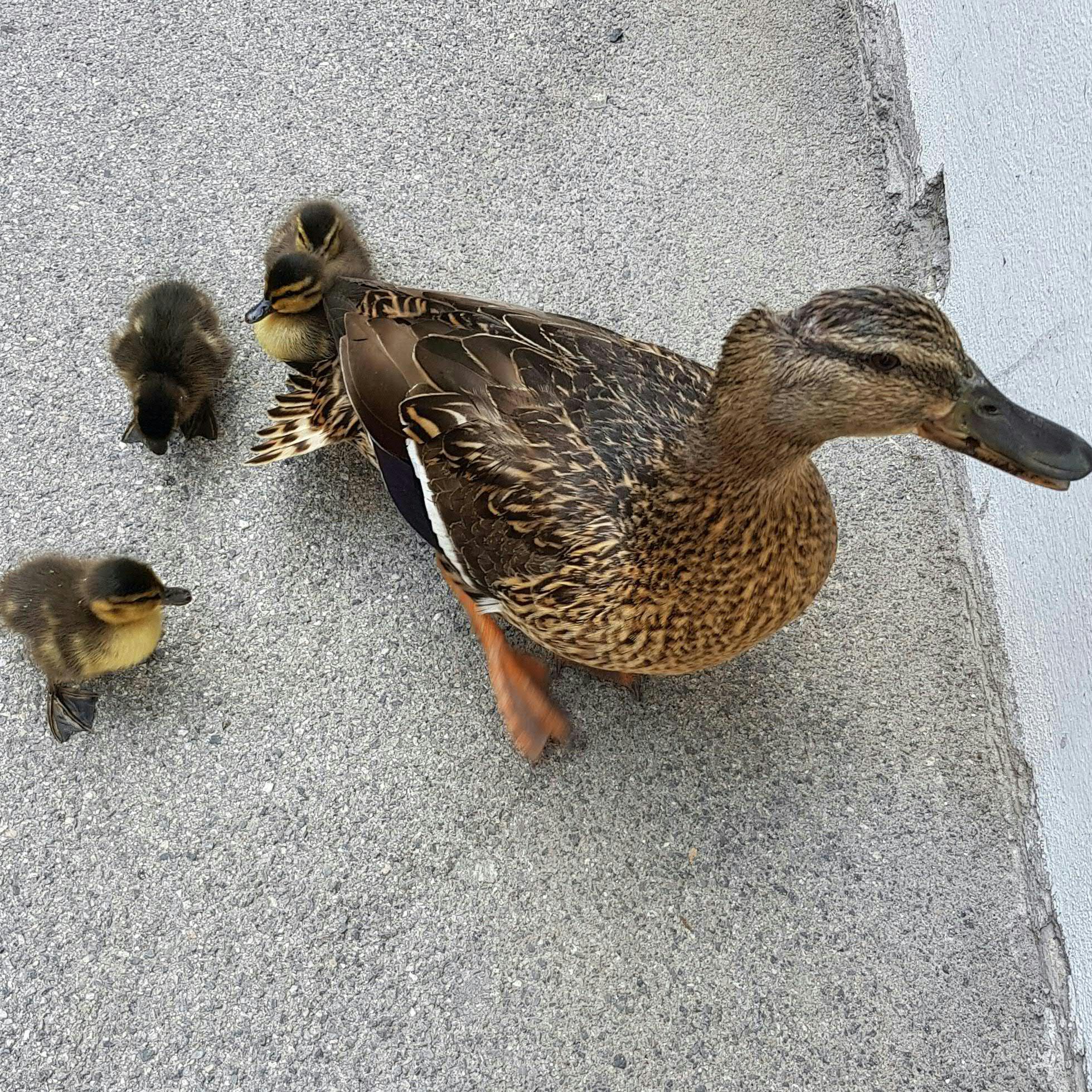 Die Entenfamilie wurde von Passanten und Polizisten in Sicherheit gebracht.