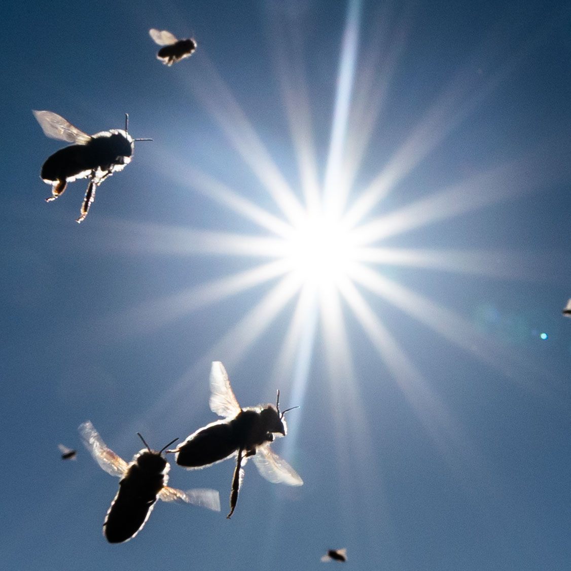 Die ÖBB beschäftigt sich genauso wie das Bundesheer mit Bienen.
