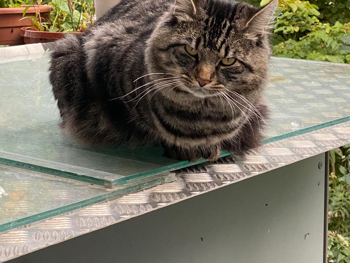Kater Boncuk Vermissst