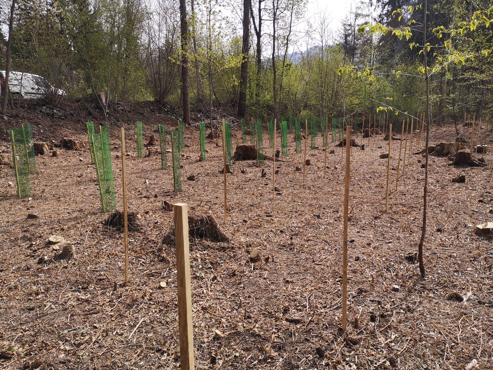 Neue Pflanzen für den Auwald Neue Pflanzen für den Auwald