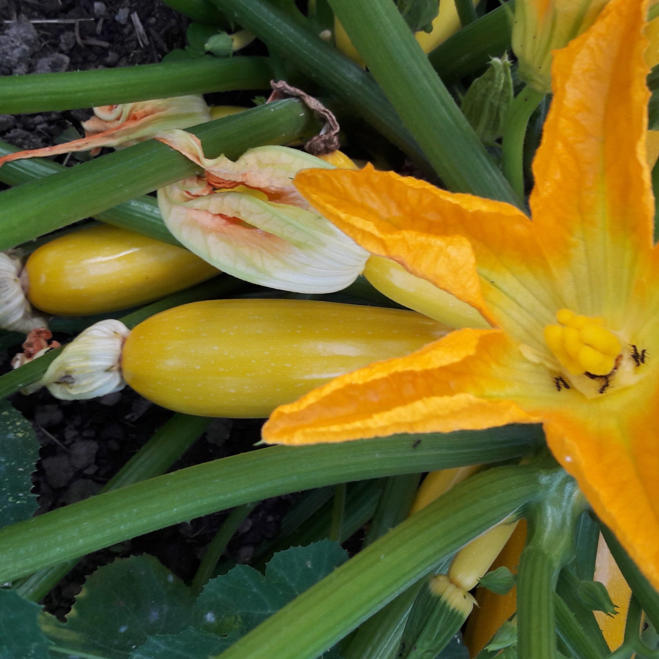 Als Topfpflanze brauchen Zucchini 50 bis 80 Liter nahrhafte Erde sowie regelmäßig Wasser.