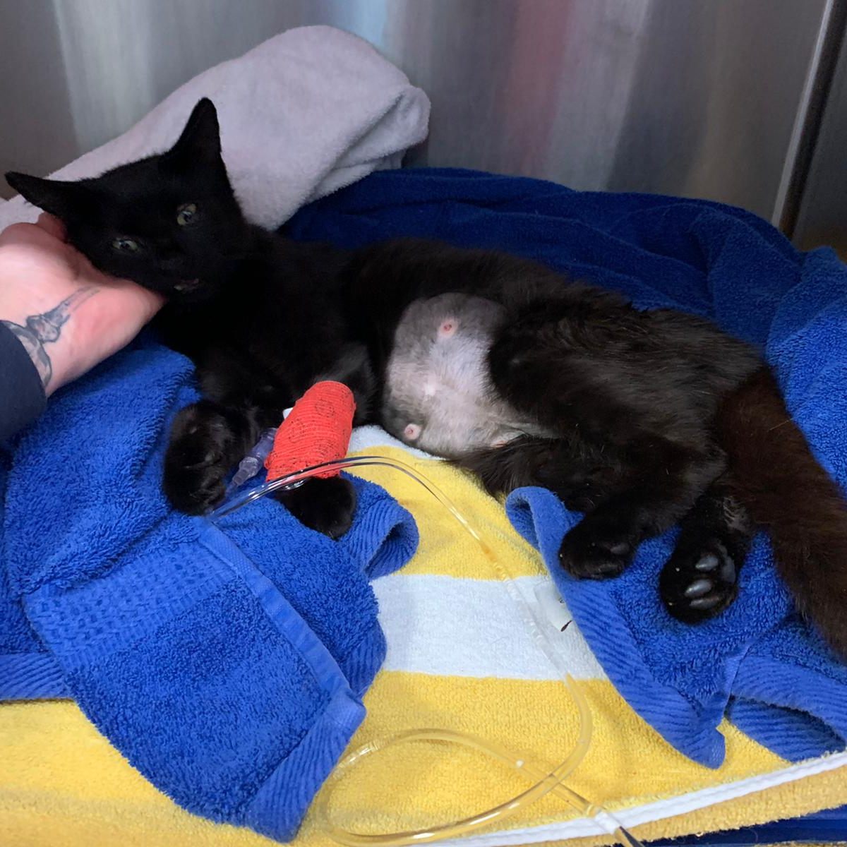 Die katze wurde in Oberösterreich angeschossen.