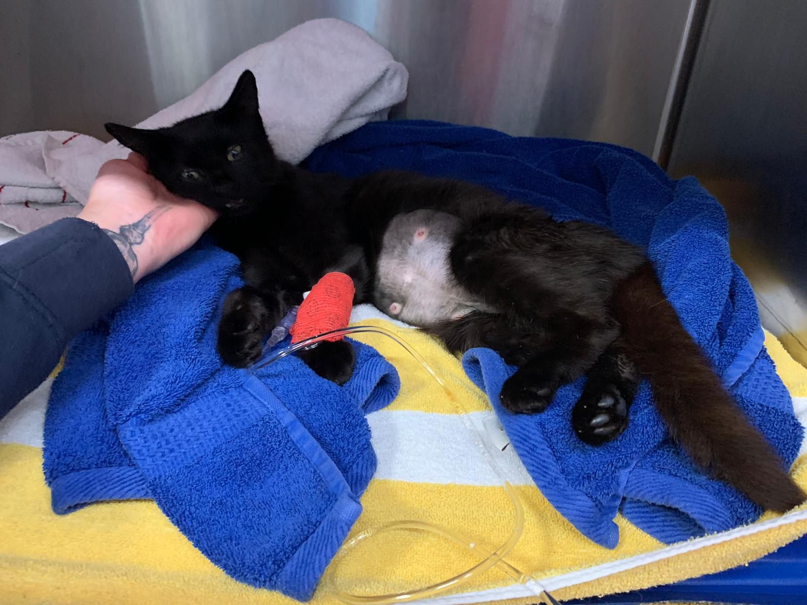 Die katze wurde in Oberösterreich angeschossen. Die katze wurde in Oberösterreich angeschossen.