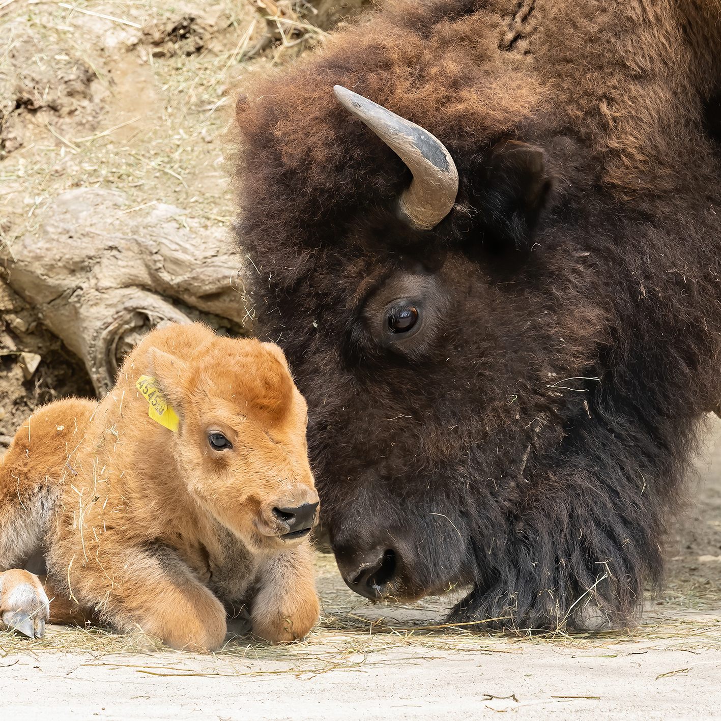 Bison-Mädchen Calamity Jane mit seiner Mutter Yvonka