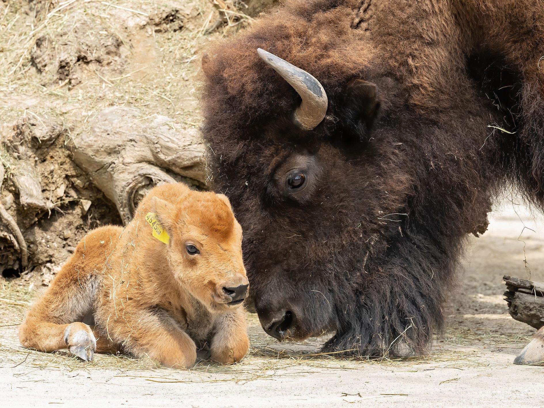 Bison-Mädchen Calamity Jane mit seiner Mutter Yvonka Bison-Mädchen Calamity Jane mit seiner Mutter Yvonka