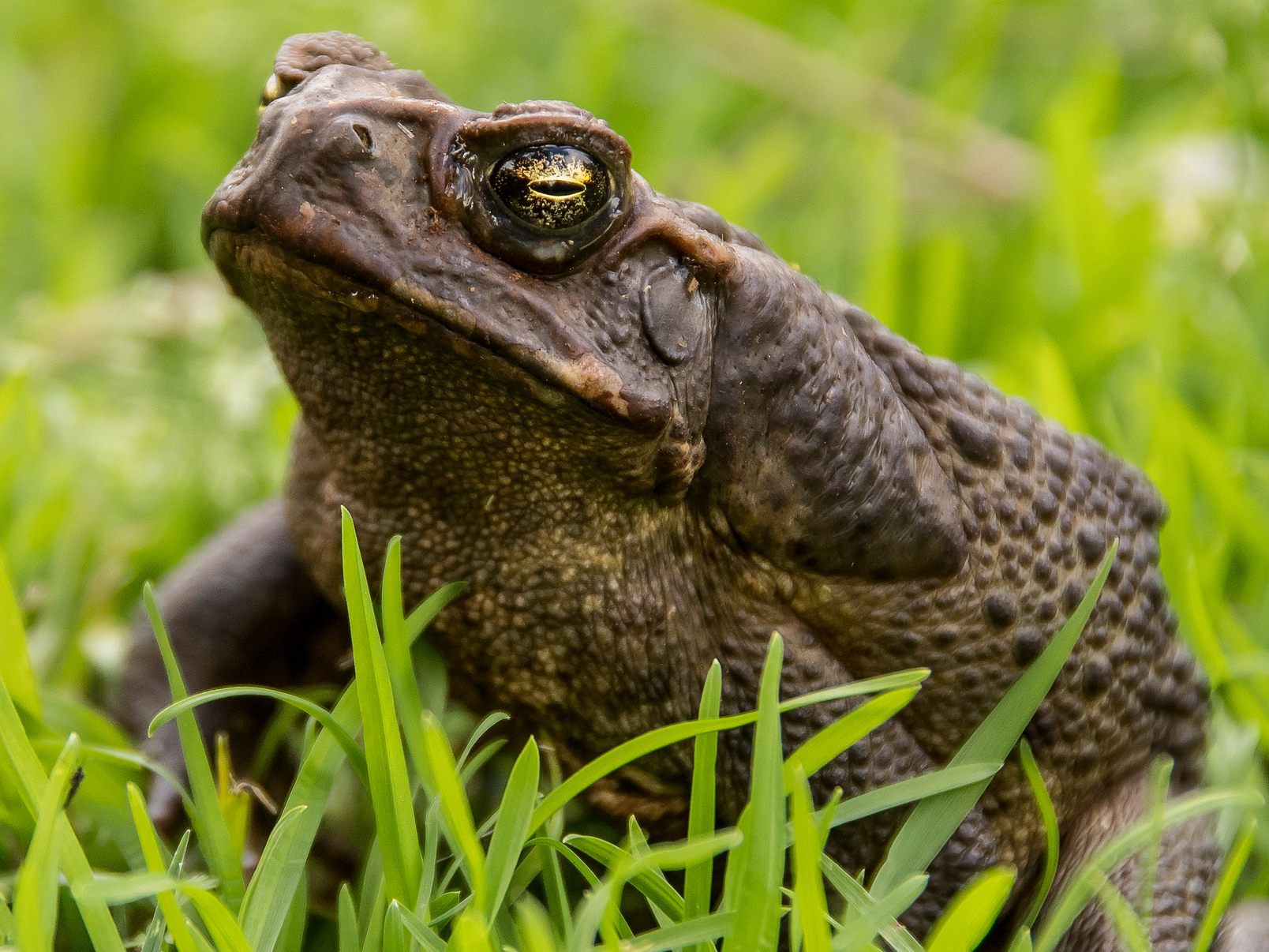 Der Riesen-Frosch gilt in einigen Ländern als Delikatesse..